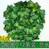 12 plantas de potos con 80 hojas