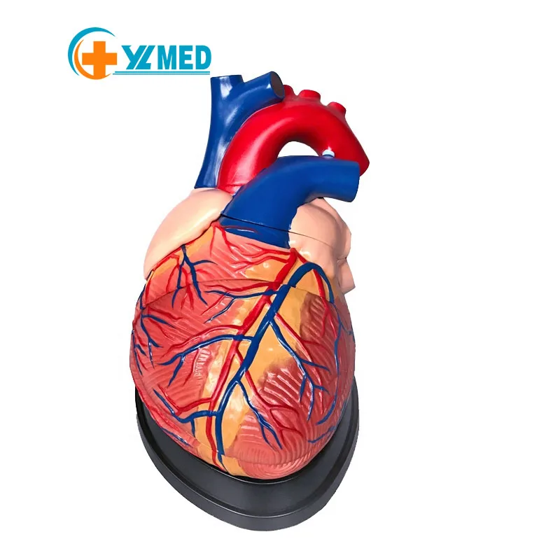 3D Anatomy Human Heart Model Medical PVC Anatomical Jumbo Manikin Organ Model