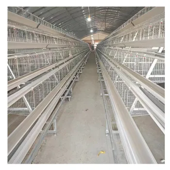 Automated Poultry Farming: 10000 Layer Chickens Farm Bird For Sale Chicken Cage