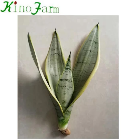 白雪虎尾兰 Buy 白雪sansevieria 新品种sansevieria Sansevieria 苗圃product On Alibaba Com