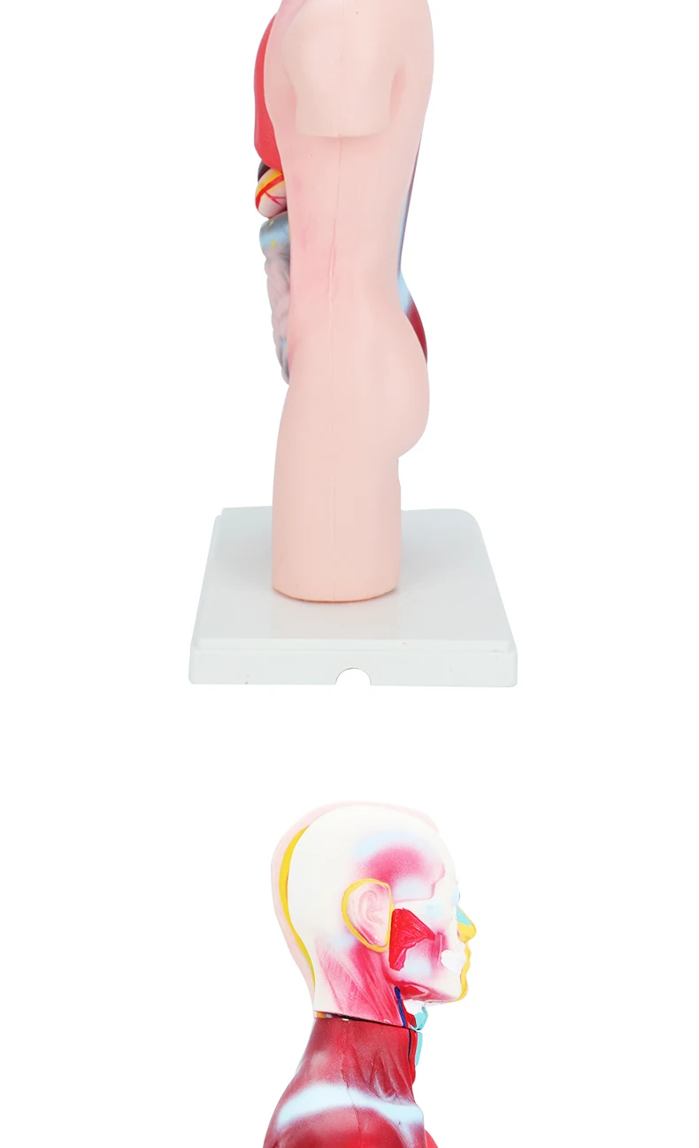 product human intract model human body anatomy 3d puzzle 4 for medical education research-5