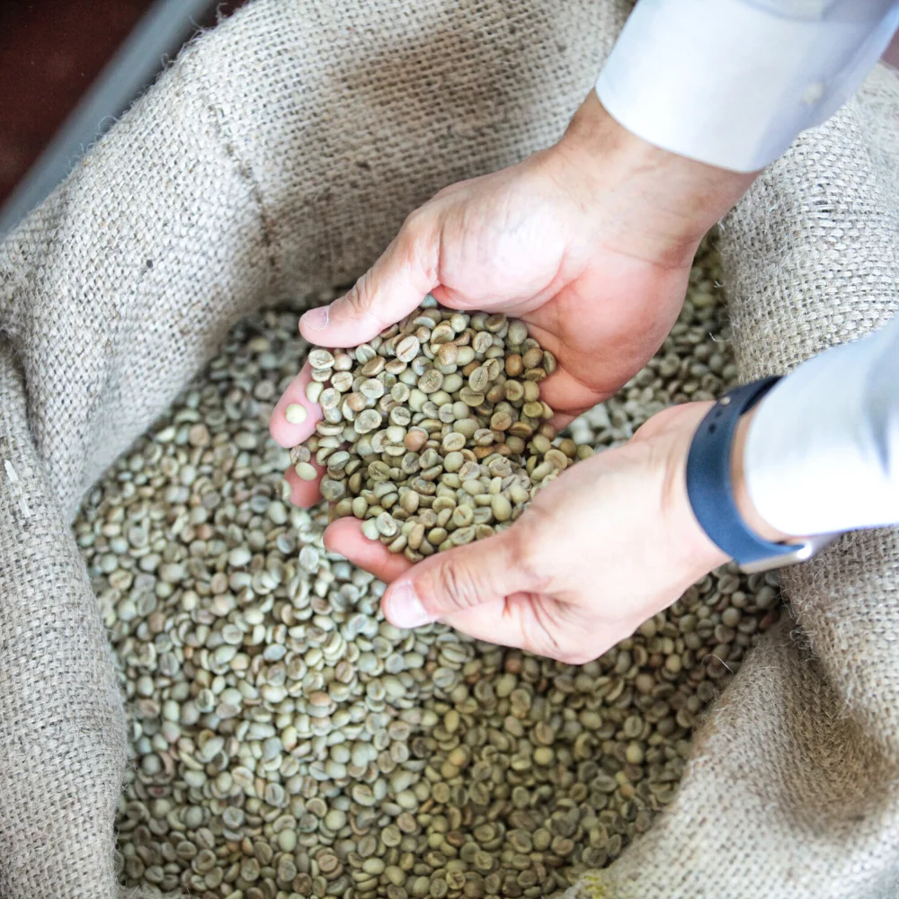 Raw Green Coffee Beans | The green side of coffee | Vietnamese robusta beans | Wet polished