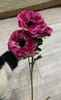 rosso rosa