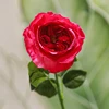 Rose madder