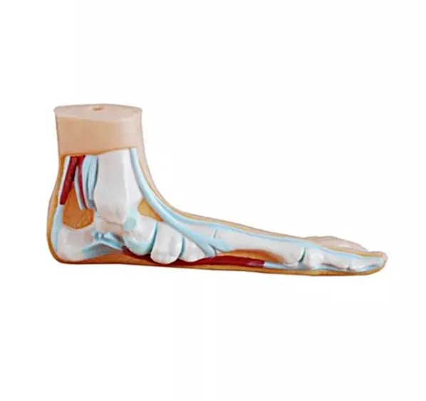 Анатомическая модель человеческой стопы для медицинского обучения, используемая в различных сценариях обучения