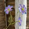 Purple gesang flower