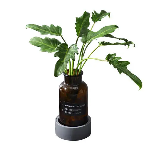 Hot Wholesale Berkualitas Tanaman Philodendron Xanadu Selloum Kultur Jaringan Bibit Indoor Tanaman Pohon Muda Supplier Buy Philology Cv Xanadu Philodendron Selloum Bibit Kultur Jaringan Product On Alibaba Com