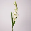 กลาดิโอลัส-ขาว