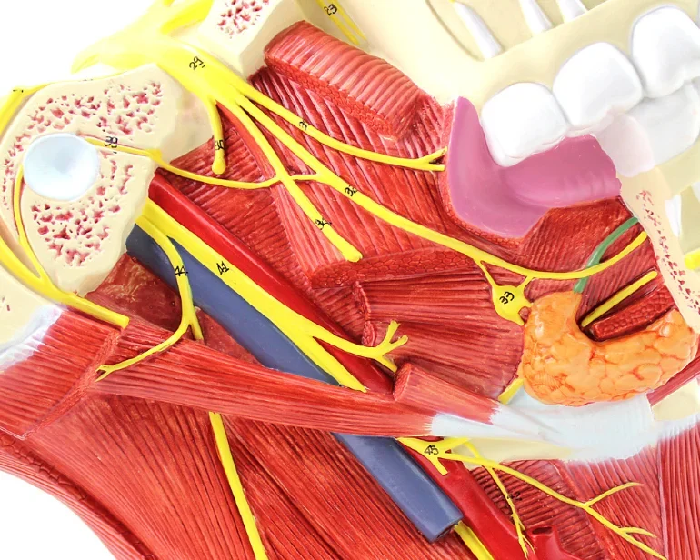 Cranial Nerve Distribution in Medical Teaching Model of Head and Neck
