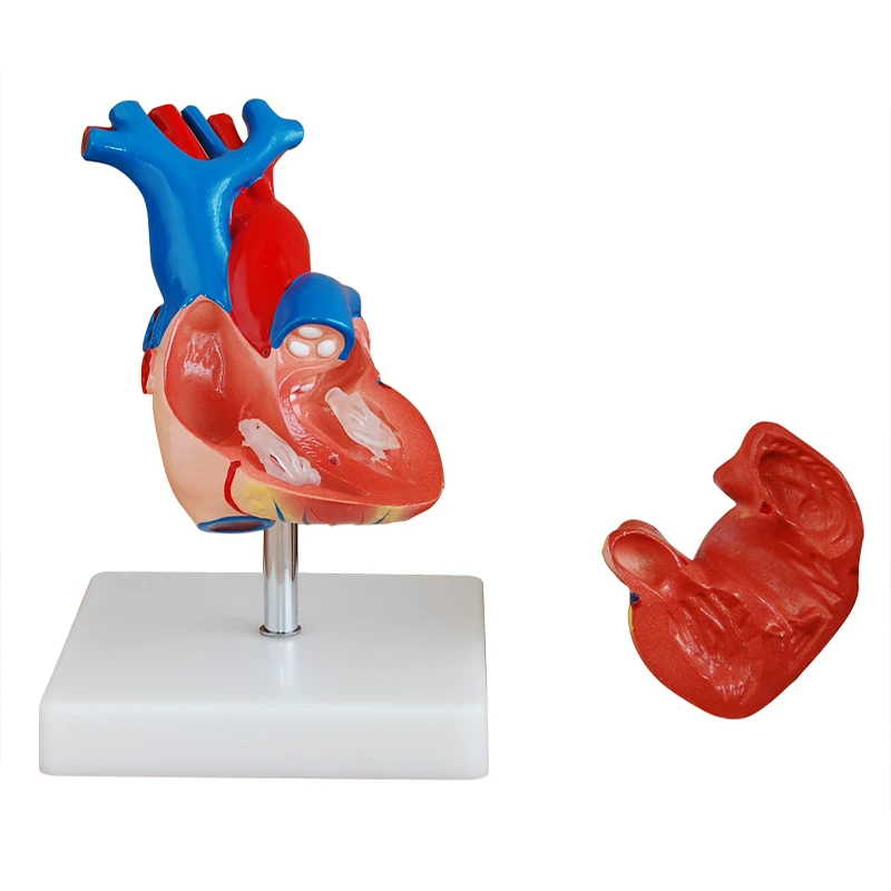 Medical Anatomy Simulation PVC Heart Anatomy 3d Model 2 Part Life Size