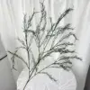Crittografia degli asparagi verdi-110 cm