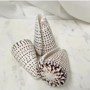 2024HIGH QUALITY PRODUCT to DECORATE/ LEOPARD CONE SHELL FROM VIETNAM/ GOOD PRICE and LARGE  QUANTITY for WHOLESALE