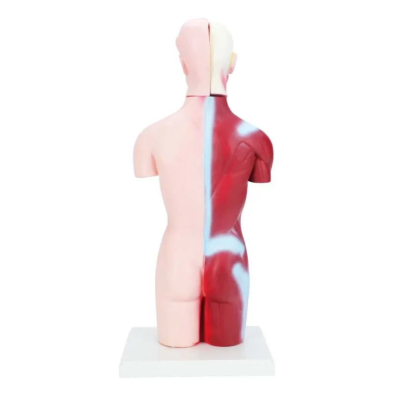 Human Intract Model Human Body Anatomy 3D Puzzle 4