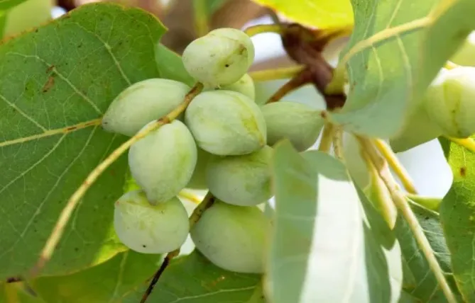 Factory Price Kakadu plum Extract Powder