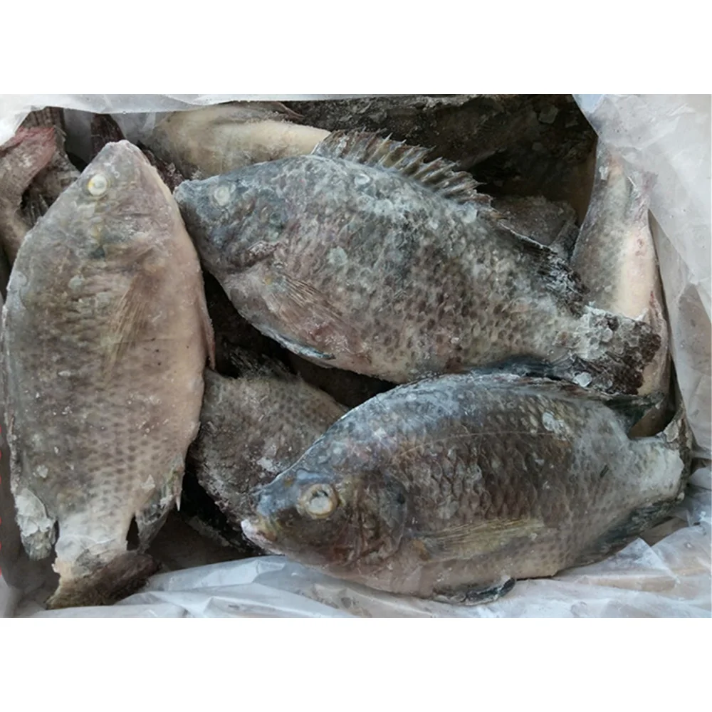 Black tilapia fish farming supplier nile tilapia for sale frozen fresh