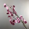 Pourpre