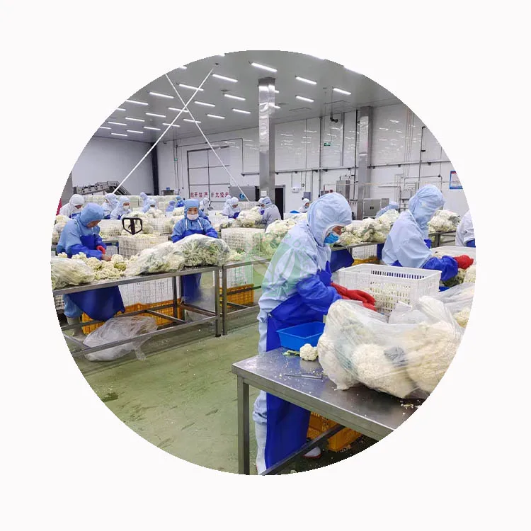 frozen cauliflower florets wholesale for import buyers frozen cauliflower florets wholesale for import buyers