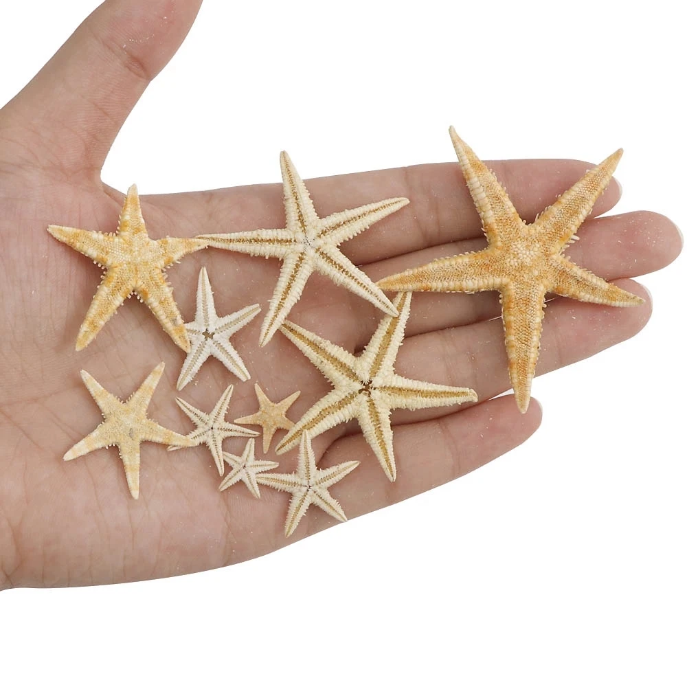 100 Echte Mini-Seesterne Zum Basteln & Dekorieren – Natürliche Meer-Deko Für Hochzeit, Party, DIY | 0,5–1,5 Cm