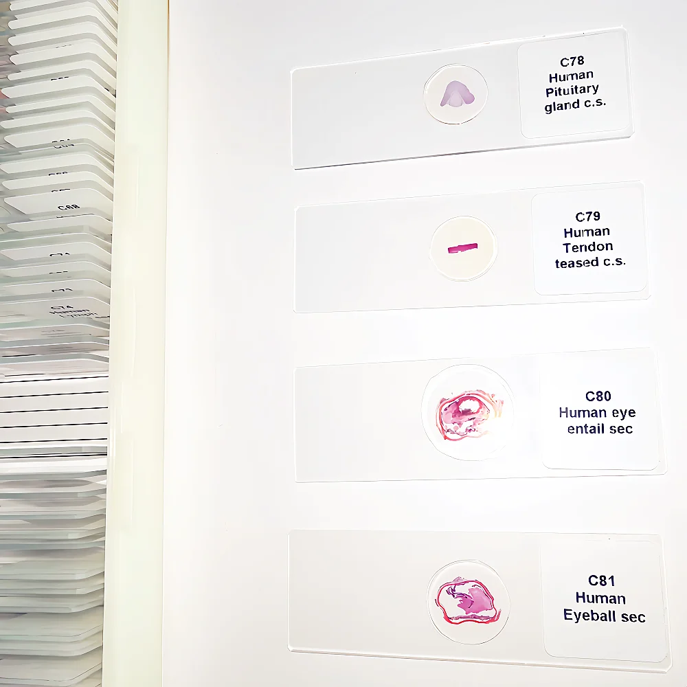 玻璃材料和其他主题100pcs人体组织学载玻片组显微镜载玻片, image size:1000x1000
