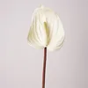 Soft gum anthurium-rice white