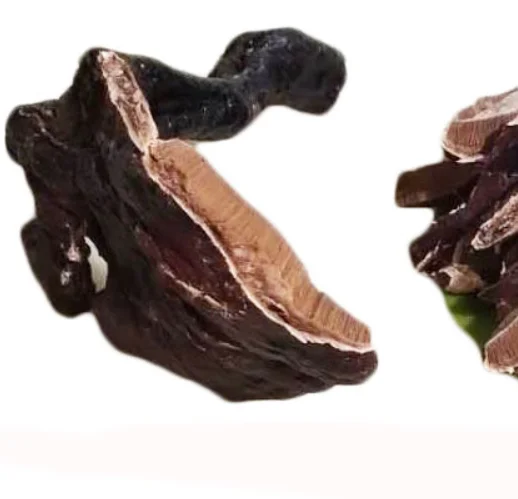 Online Cheap Price Supplement Glossy Ganoderma Gyrophora Fungus Dried Whole Bodies for Sale