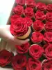 Rosso 1 fiore