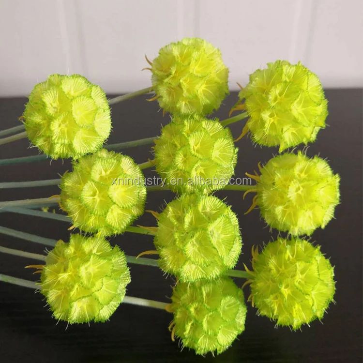 Flower Base Direct Sales Touch Candied Flowers Windmill Fruit Pristimera Cambodia Flowers