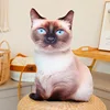 Siamese cat