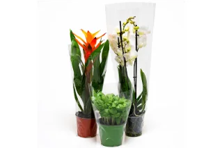 Customizable Macro Cast PP 40 Micron Perforated 2-Sided Plastic Bags Moisture Proof Packaging for Plants and Flowers Available