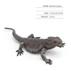 bearded dragon