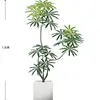 Peacock Wood 1.6m [Luxury Edition] White Square Basin