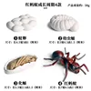 1307 4-Piece Red Ant Life Cycle Set