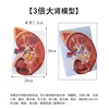 Modèle d'anatomie rénale agrandi 3x