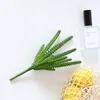 Cactus verde a 7 teste