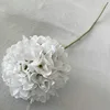 Blanc, Hortensia Lollipop
