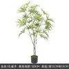 Plantes vertes 4