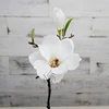 Style1 bianco