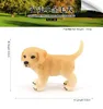 199Golden Retriever Perro Bebé Caminando
