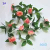 5 rosa rosa