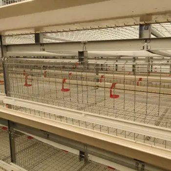 Automatic Industrial poultry equipment chicken farming Broiler Battery Cages for farming chicken