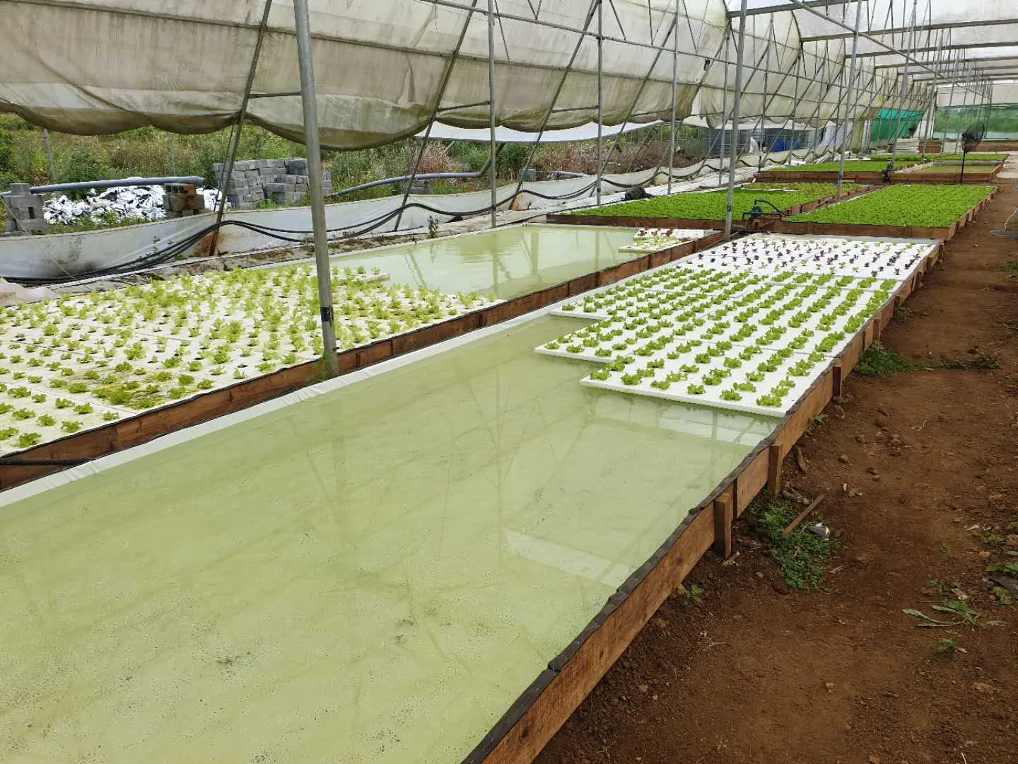 Vegetative Rafts DWC Hydroponic Floating Raft Growing Bed for Vegetables