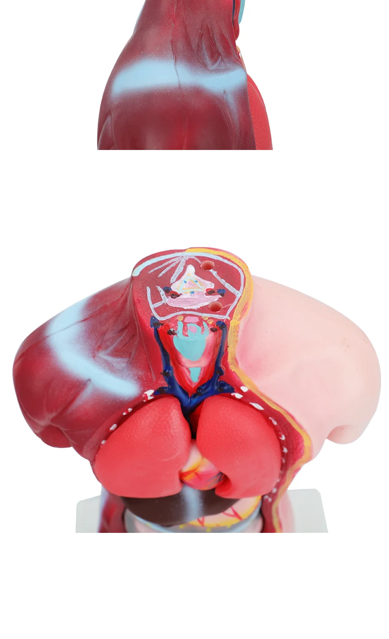 product human intract model human body anatomy 3d puzzle 4 for medical education research-7