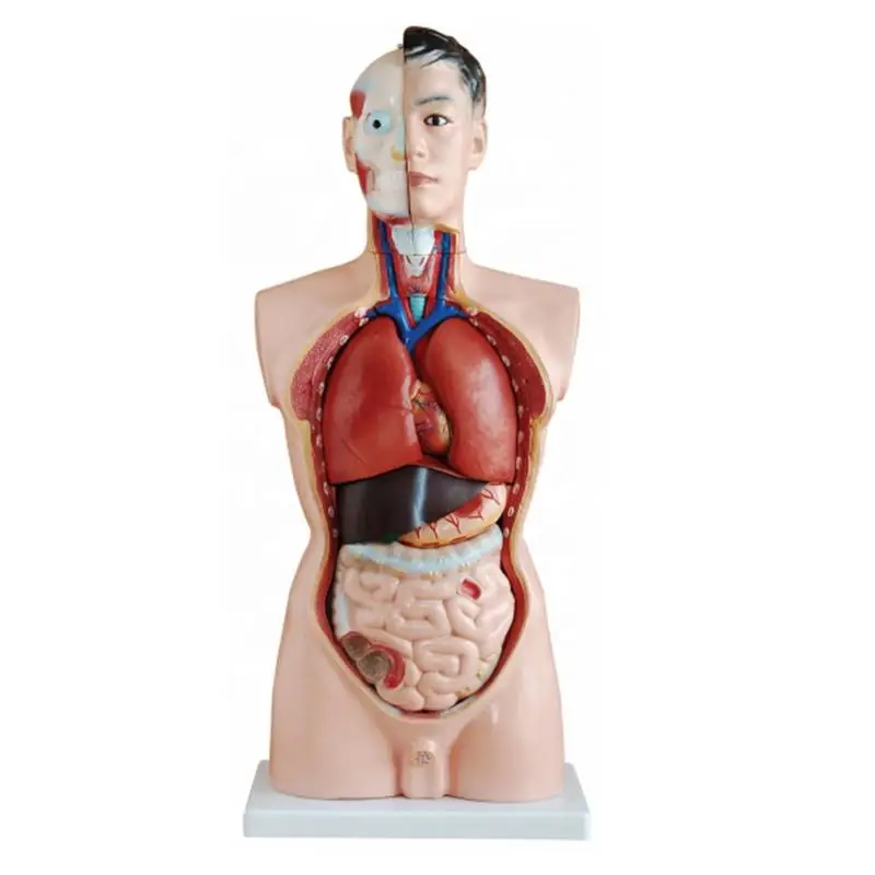 Alibaba.com: LongMedtech LZN-201 Human Body Torso Anatomy