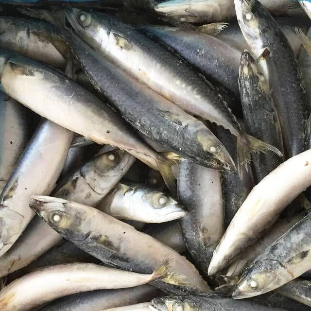 Замороженная свежая скумбрия