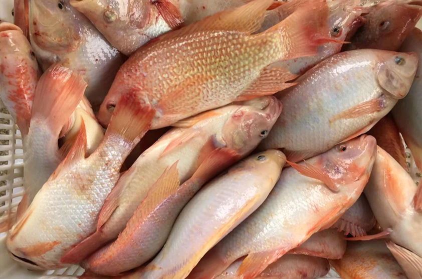 Wholesale Price Frozen Red Tilapia Fish Tilapia Roja Organica Buy