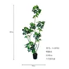 A 180cm tall, six-stemmed schefflera bonsai
