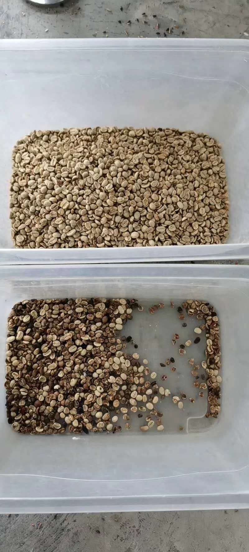 High Performance Mini Coffee Beans Color Sorter Machinery Small Coffee Bean Colour Sorting Machine Color Separator