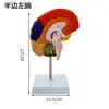 Half-color brain - left with base stand)