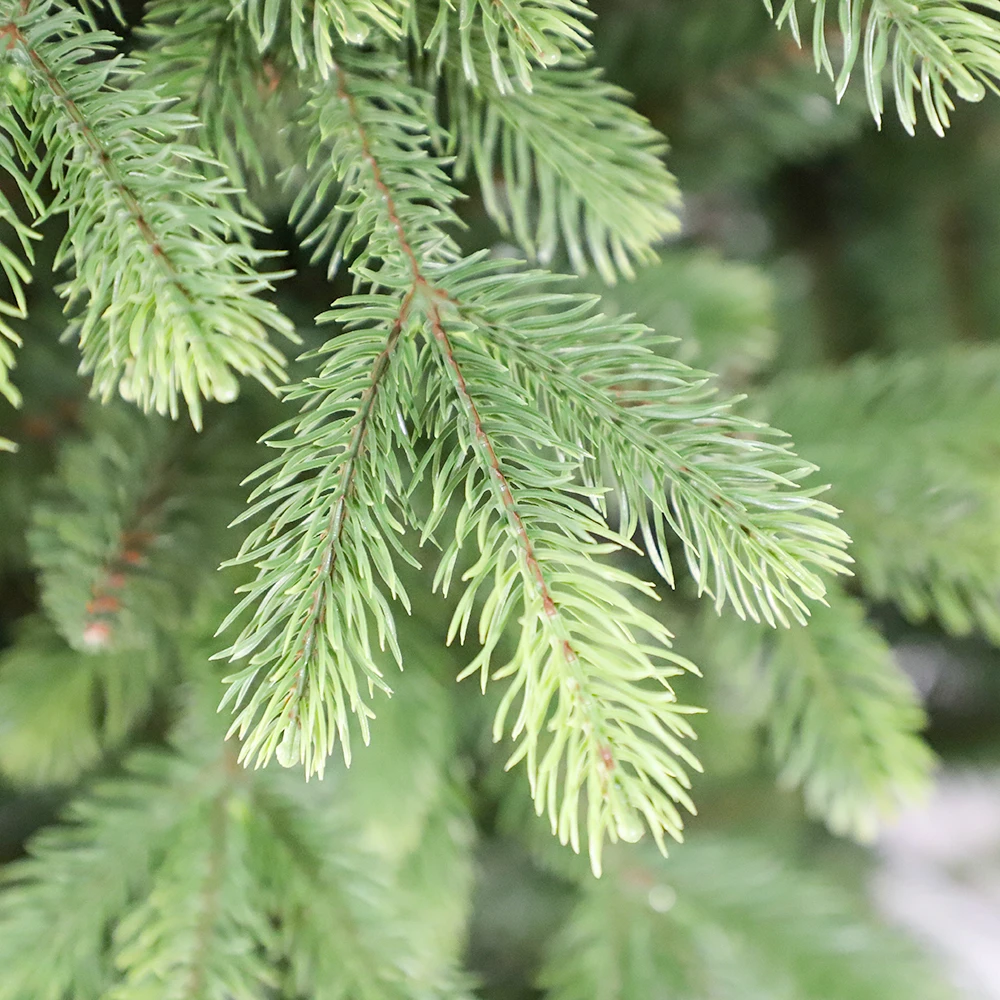 Longstar Blockbuster Release Newly Style 7ft/8ft/9ft Green Artificial