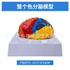 Modelo de cerebro con colores separados